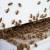 Tenino Bee Control by All-Shield Pest Control LLC