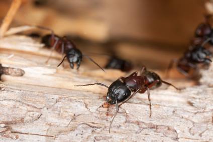 Carpenter ant extermination by All-Shield Pest Control LLC