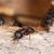Rainier Ant Extermination by All-Shield Pest Control LLC