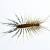 Bucoda Centipedes & Millipedes by All-Shield Pest Control LLC