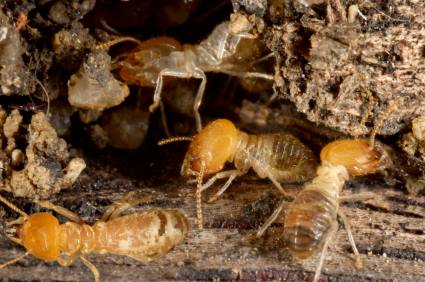 Termite control by All-Shield Pest Control LLC