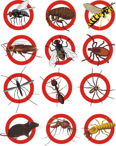 Pest control services by All-Shield Pest Control LLC
